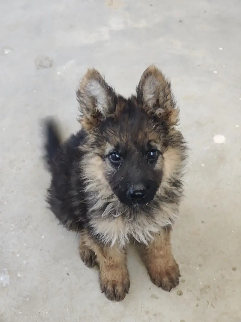 German shepherd puppy — photo 2