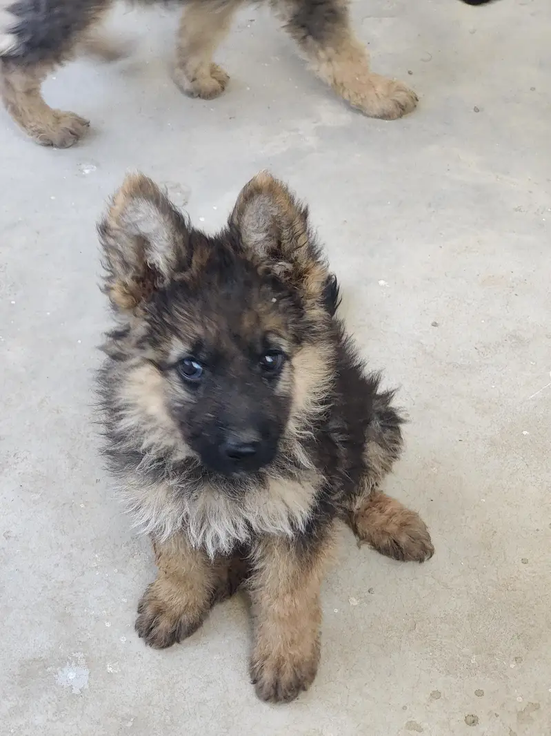 German shepherd puppy — photo 3