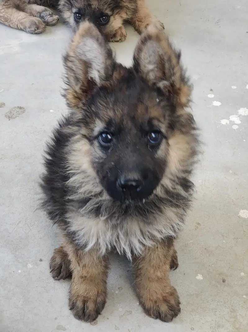 German shepherd puppy — photo 4