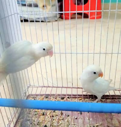 male ya female Ka nai pata 5 mahene tak he