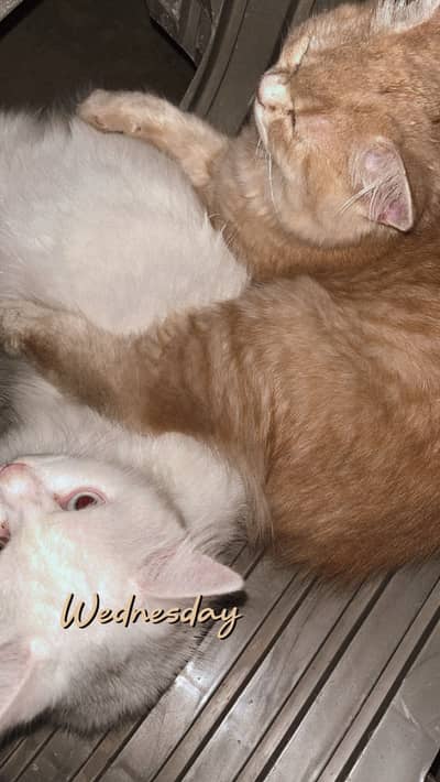 Cat for sale