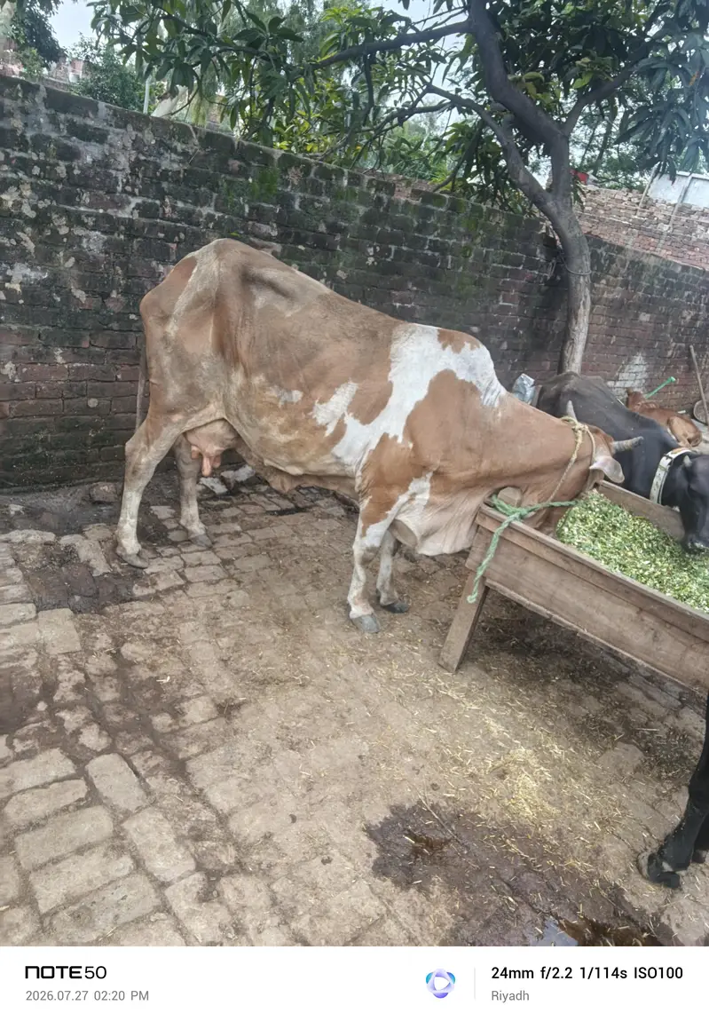 Cross cow 10killo dood 2time — photo 2