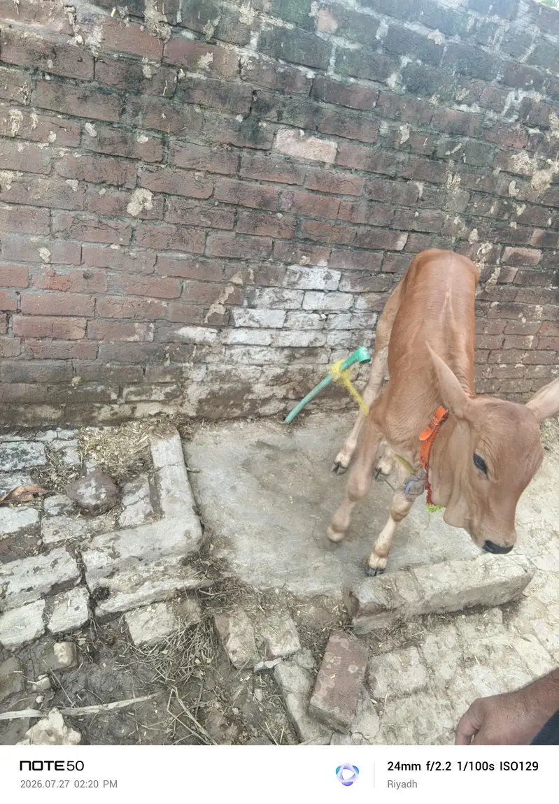 Cross cow 10killo dood 2time — photo 3