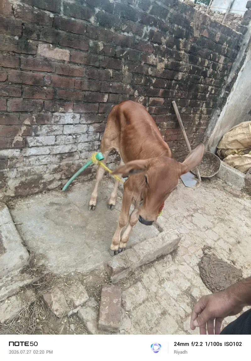 Cross cow 10killo dood 2time — photo 4