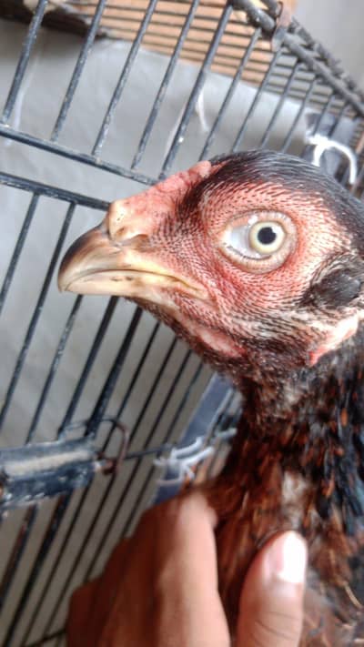 japnees shamo female in long hight for sale