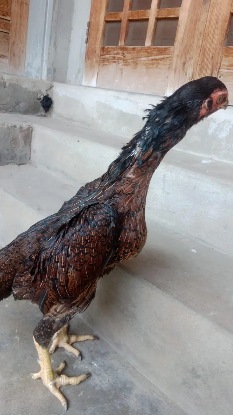japnees shamo female in long hight for sale — photo 2