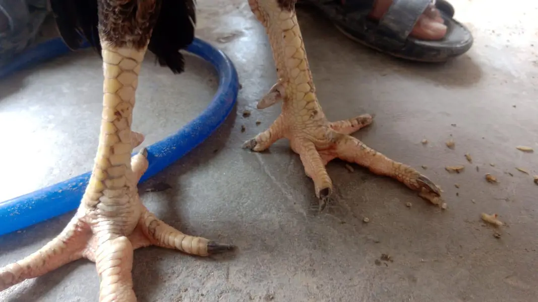 japnees shamo female in long hight for sale — photo 3