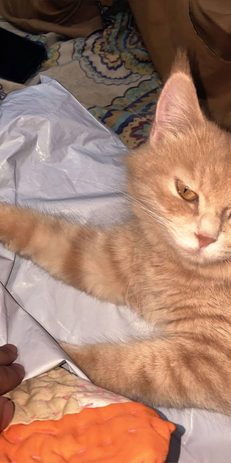 Persian cat 0