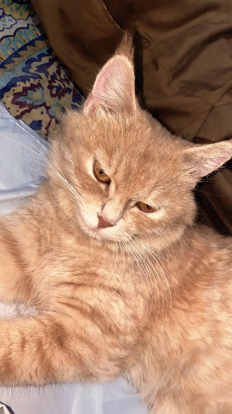 Persian cat — photo 2
