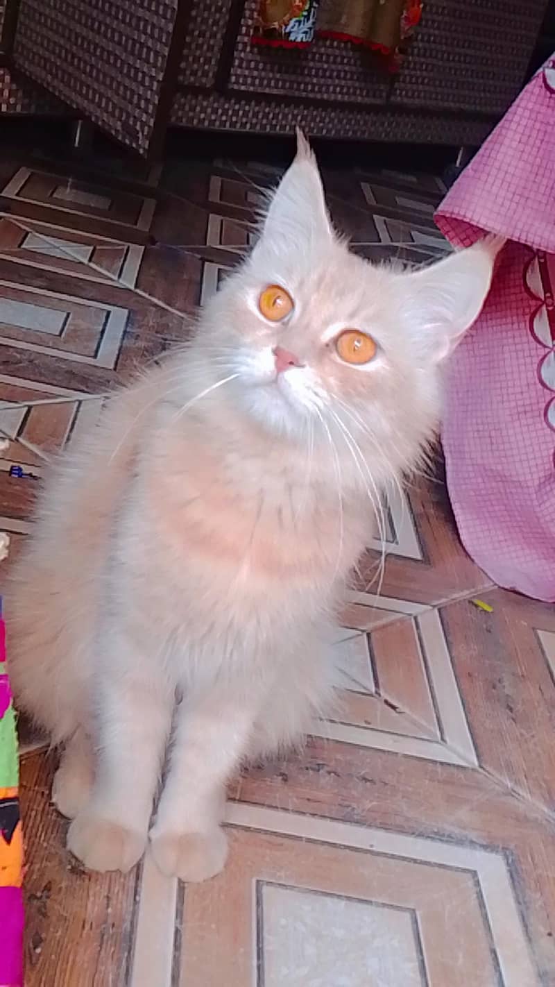 Persian cat 2