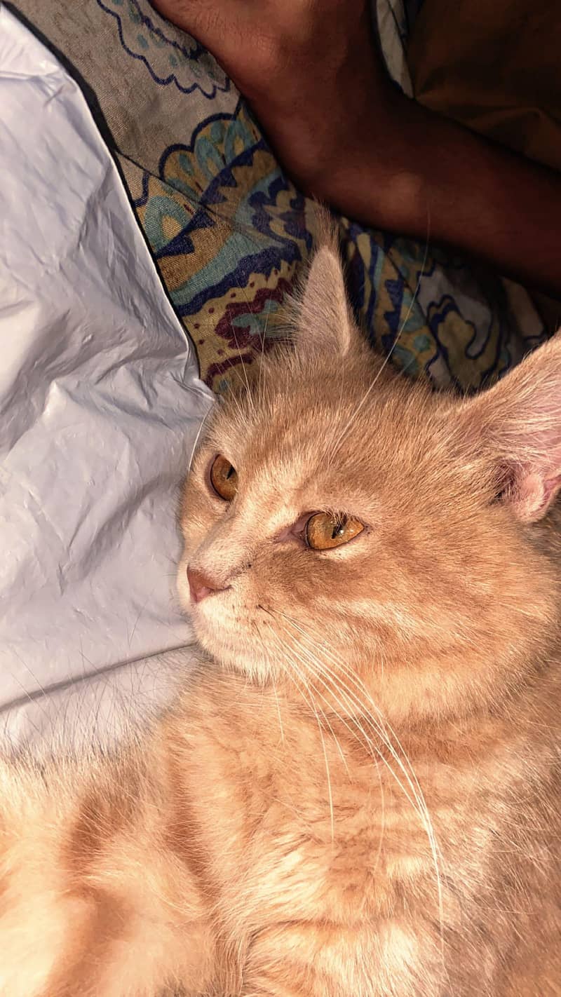 Persian cat 3