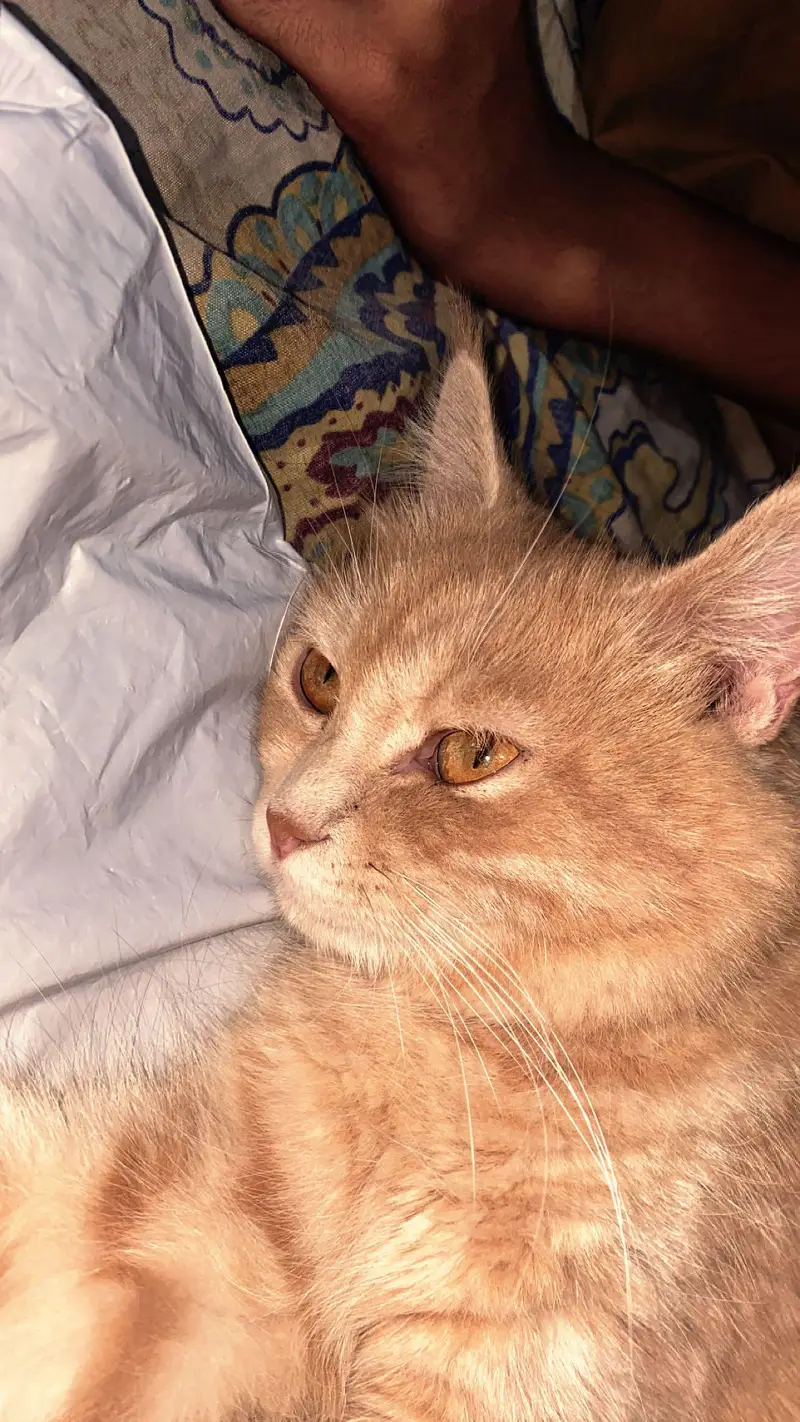 Persian cat — photo 4