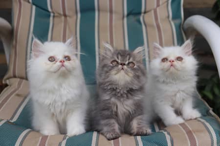 Cat| Kittens | Billi |Persian kittens|White Fluffy Cats|Kitty |Persian