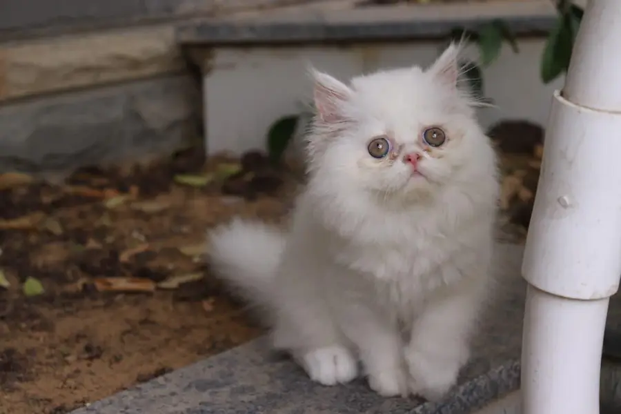 Cat| Kittens | Billi |Persian kittens|White Fluffy Cats|Kitty |Persian — photo 2