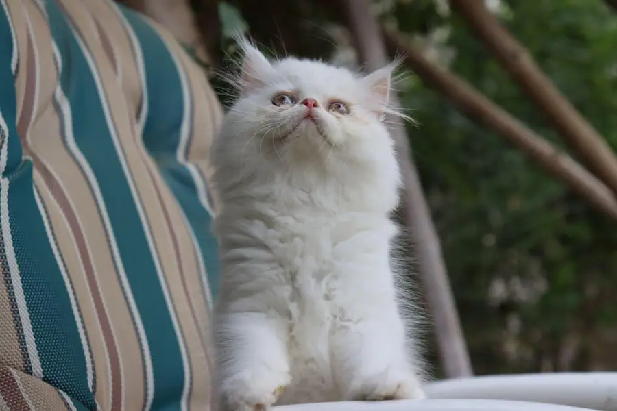 Cat| Kittens | Billi |Persian kittens|White Fluffy Cats|Kitty |Persian — photo 3