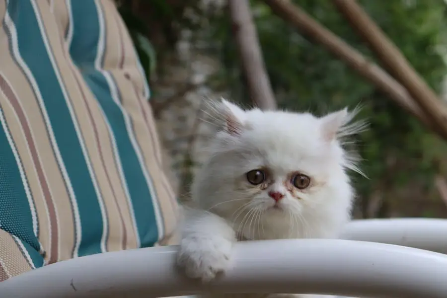 Cat| Kittens | Billi |Persian kittens|White Fluffy Cats|Kitty |Persian — photo 4
