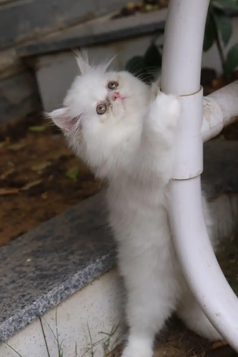 Cat| Kittens | Billi |Persian kittens|White Fluffy Cats|Kitty |Persian — photo 5