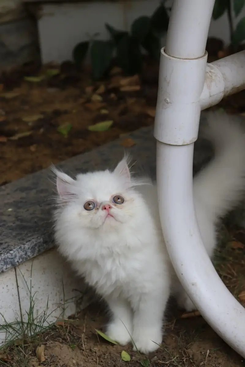 Cat| Kittens | Billi |Persian kittens|White Fluffy Cats|Kitty |Persian — photo 6