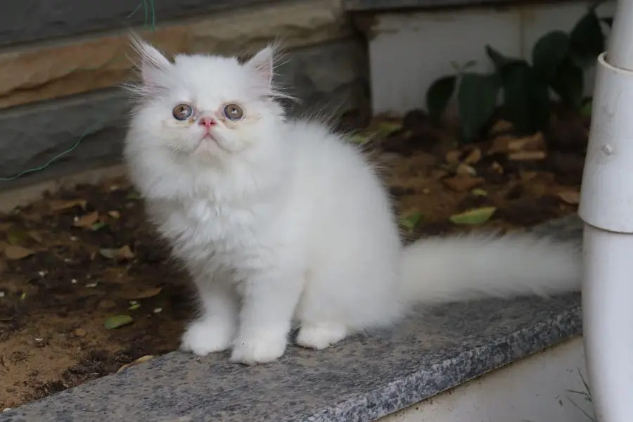 Cat| Kittens | Billi |Persian kittens|White Fluffy Cats|Kitty |Persian — photo 7