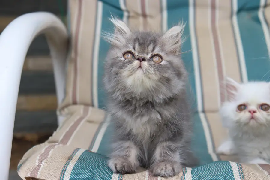 Cat| Kittens | Billi |Persian kittens|White Fluffy Cats|Kitty |Persian — photo 8