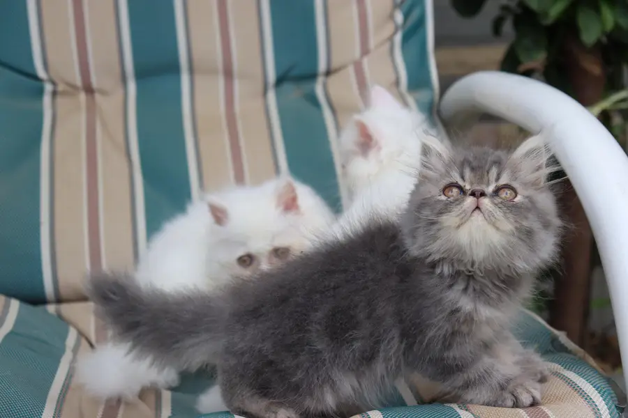 Cat| Kittens | Billi |Persian kittens|White Fluffy Cats|Kitty |Persian — photo 9