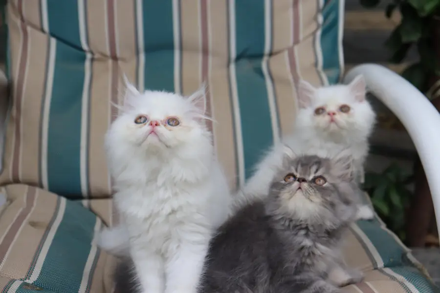 Cat| Kittens | Billi |Persian kittens|White Fluffy Cats|Kitty |Persian — photo 10