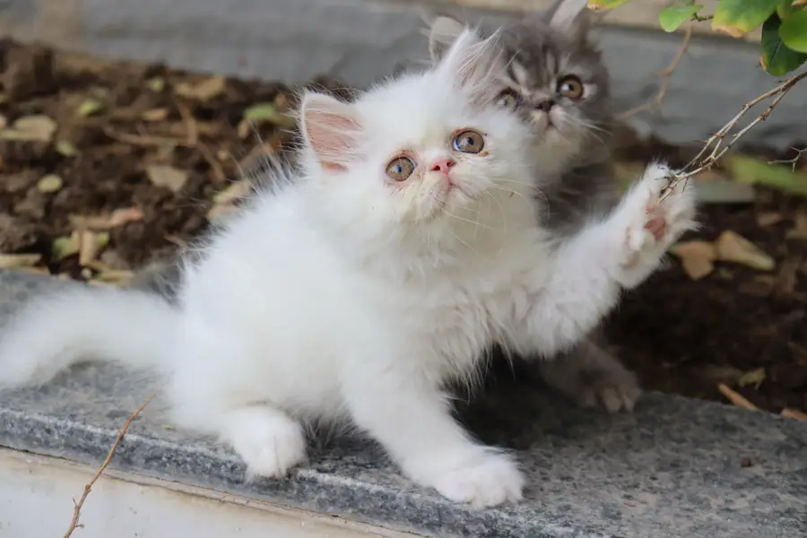 Cat| Kittens | Billi |Persian kittens|White Fluffy Cats|Kitty |Persian — photo 11