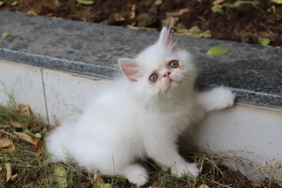 Cat| Kittens | Billi |Persian kittens|White Fluffy Cats|Kitty |Persian — photo 12