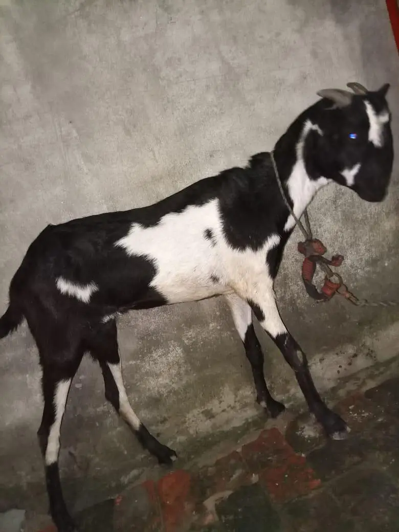 original barbari female 2 dant cross k liya full taiyar — photo 2