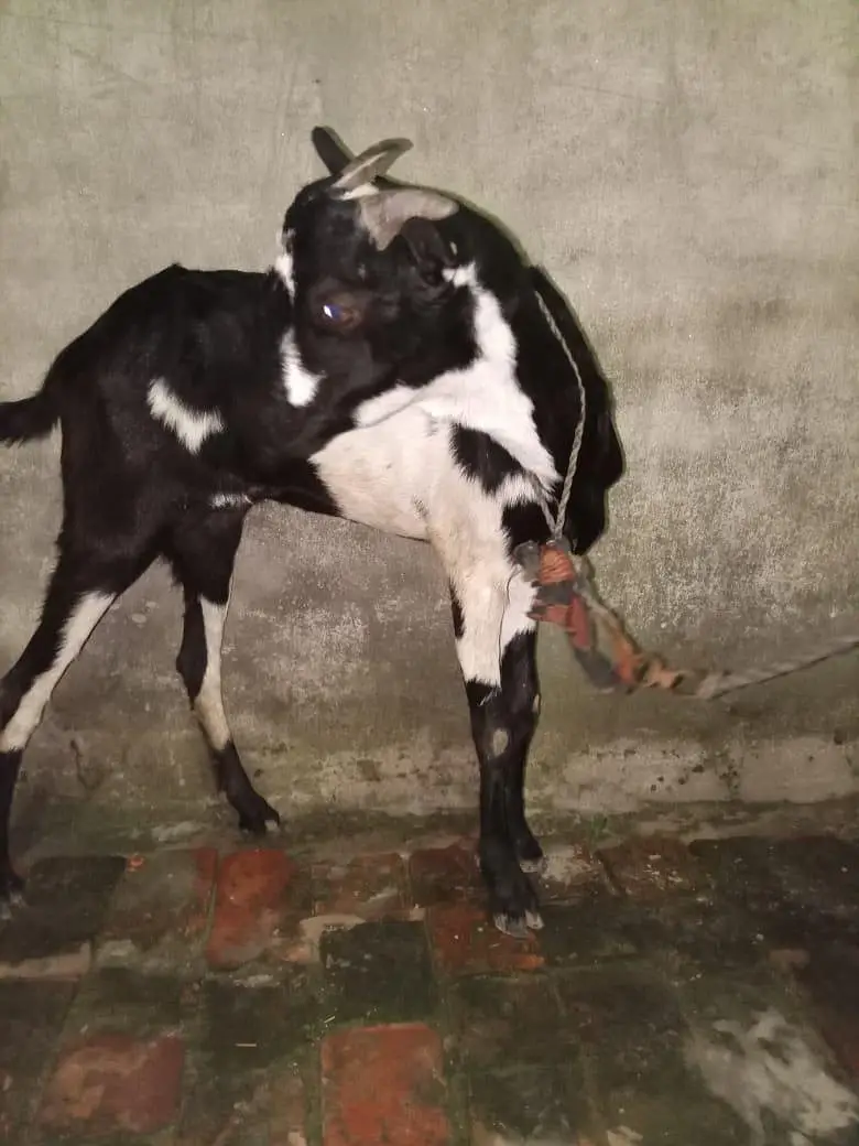 original barbari female 2 dant cross k liya full taiyar — photo 3