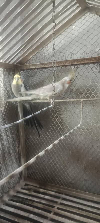 LOVE BIRD AND COCKTAIL PARROT BREEDER PAIR READ DESCRIPTION FIRST