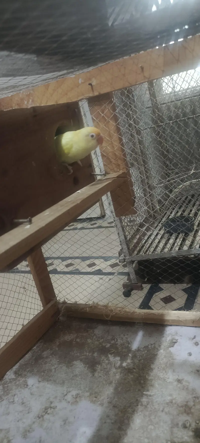 LOVE BIRD AND COCKTAIL PARROT BREEDER PAIR READ DESCRIPTION FIRST — photo 2
