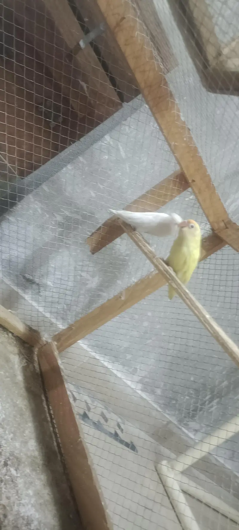 LOVE BIRD AND COCKTAIL PARROT BREEDER PAIR READ DESCRIPTION FIRST — photo 3
