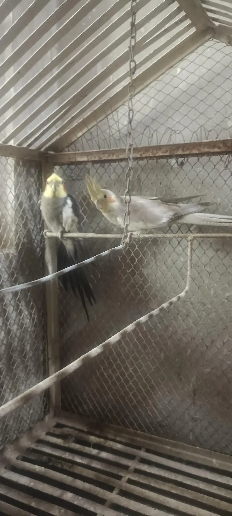 LOVE BIRD AND COCKTAIL PARROT BREEDER PAIR READ DESCRIPTION FIRST — photo 4