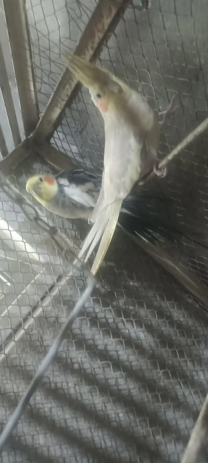 LOVE BIRD AND COCKTAIL PARROT BREEDER PAIR READ DESCRIPTION FIRST — photo 5