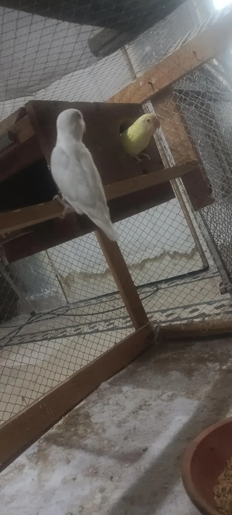 LOVE BIRD AND COCKTAIL PARROT BREEDER PAIR READ DESCRIPTION FIRST — photo 6