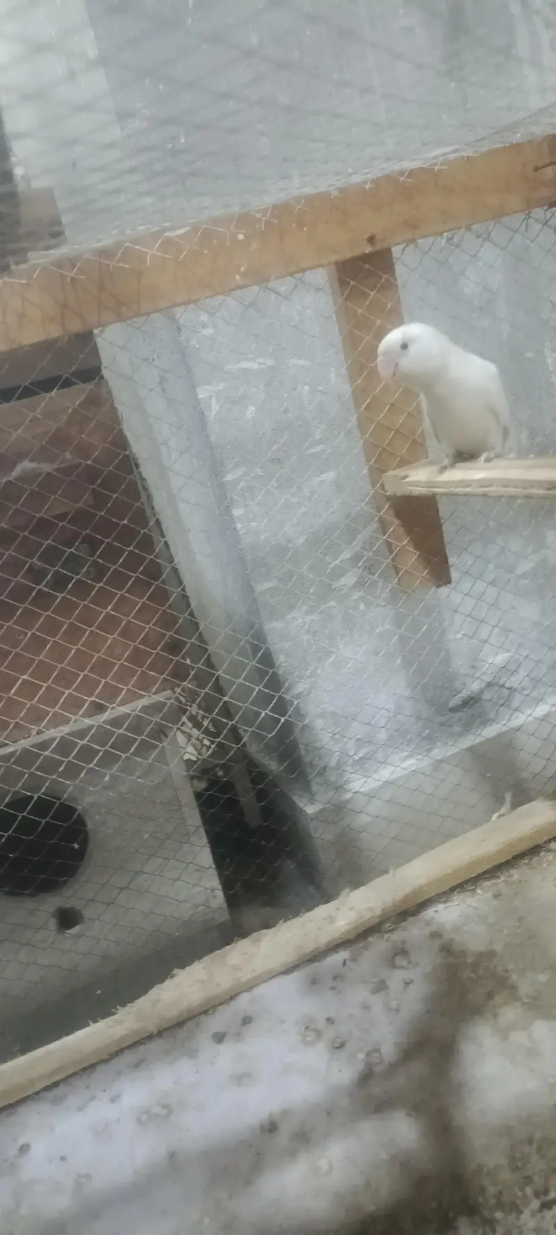 LOVE BIRD AND COCKTAIL PARROT BREEDER PAIR READ DESCRIPTION FIRST — photo 7