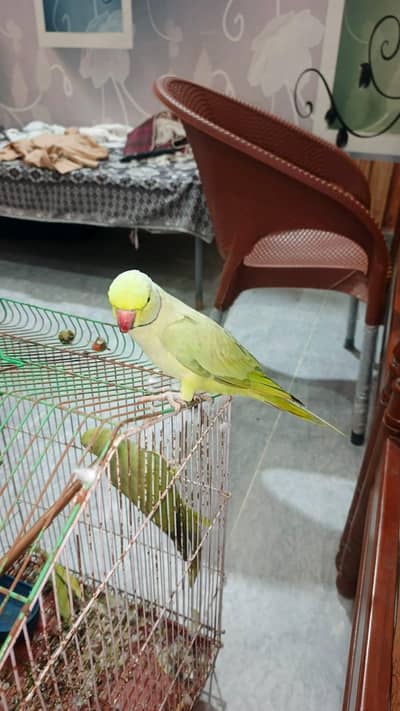 full talking breeder male for sale