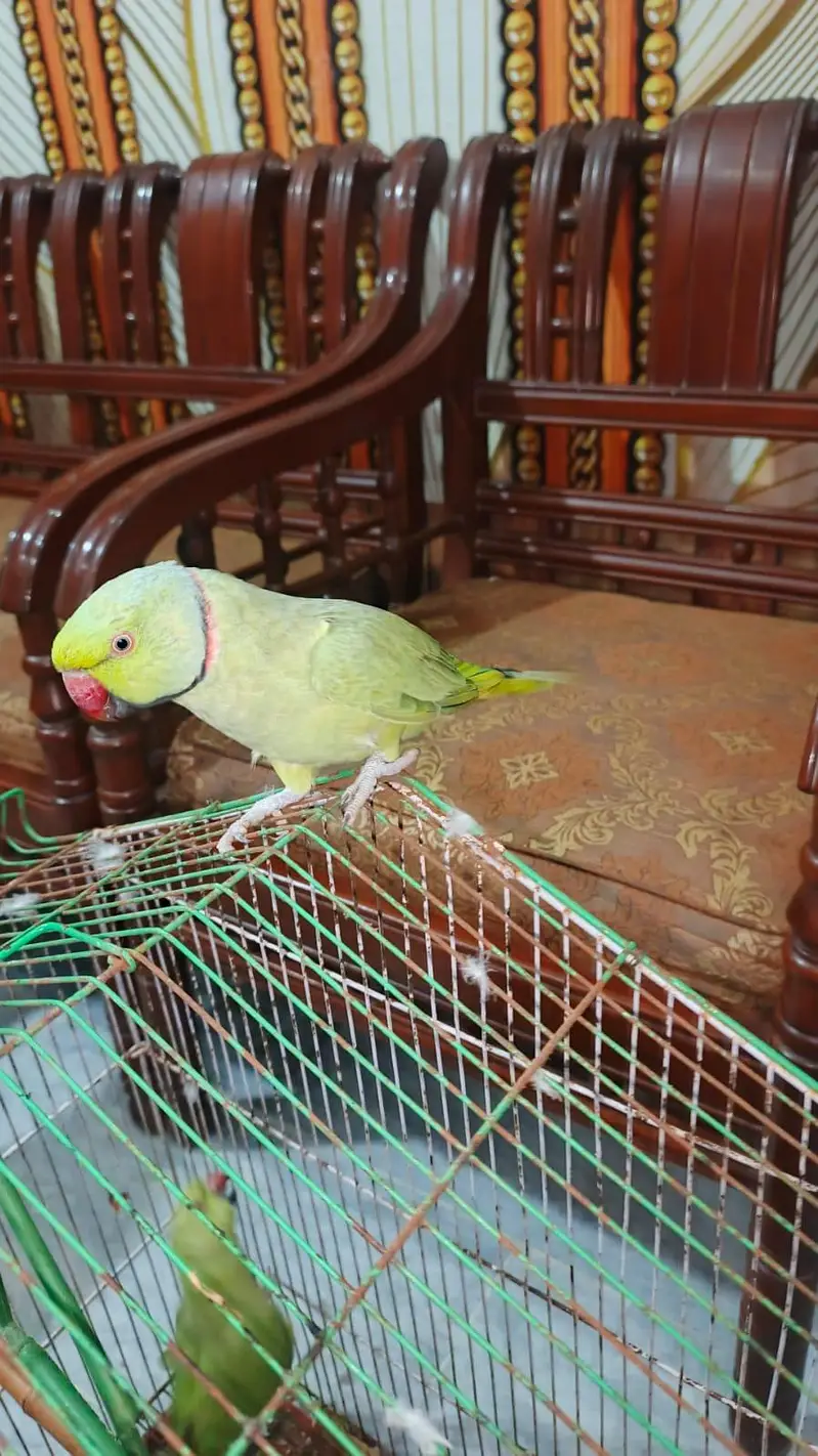 full talking breeder male for sale — photo 2