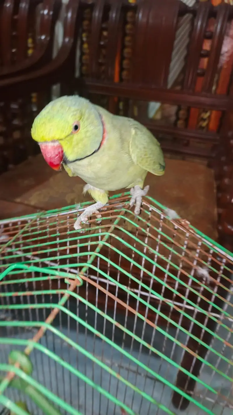 full talking breeder male for sale — photo 3