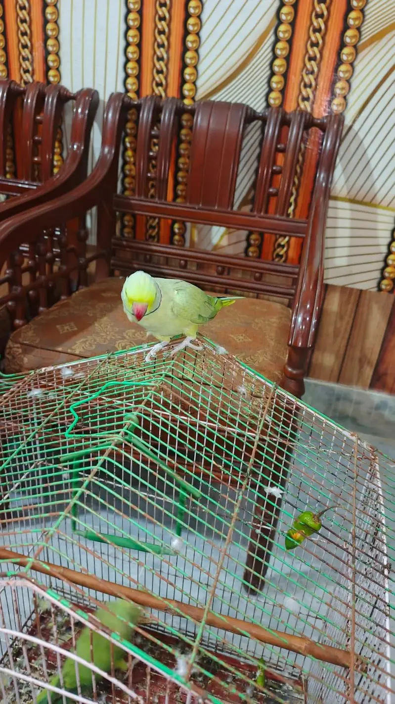 full talking breeder male for sale — photo 4