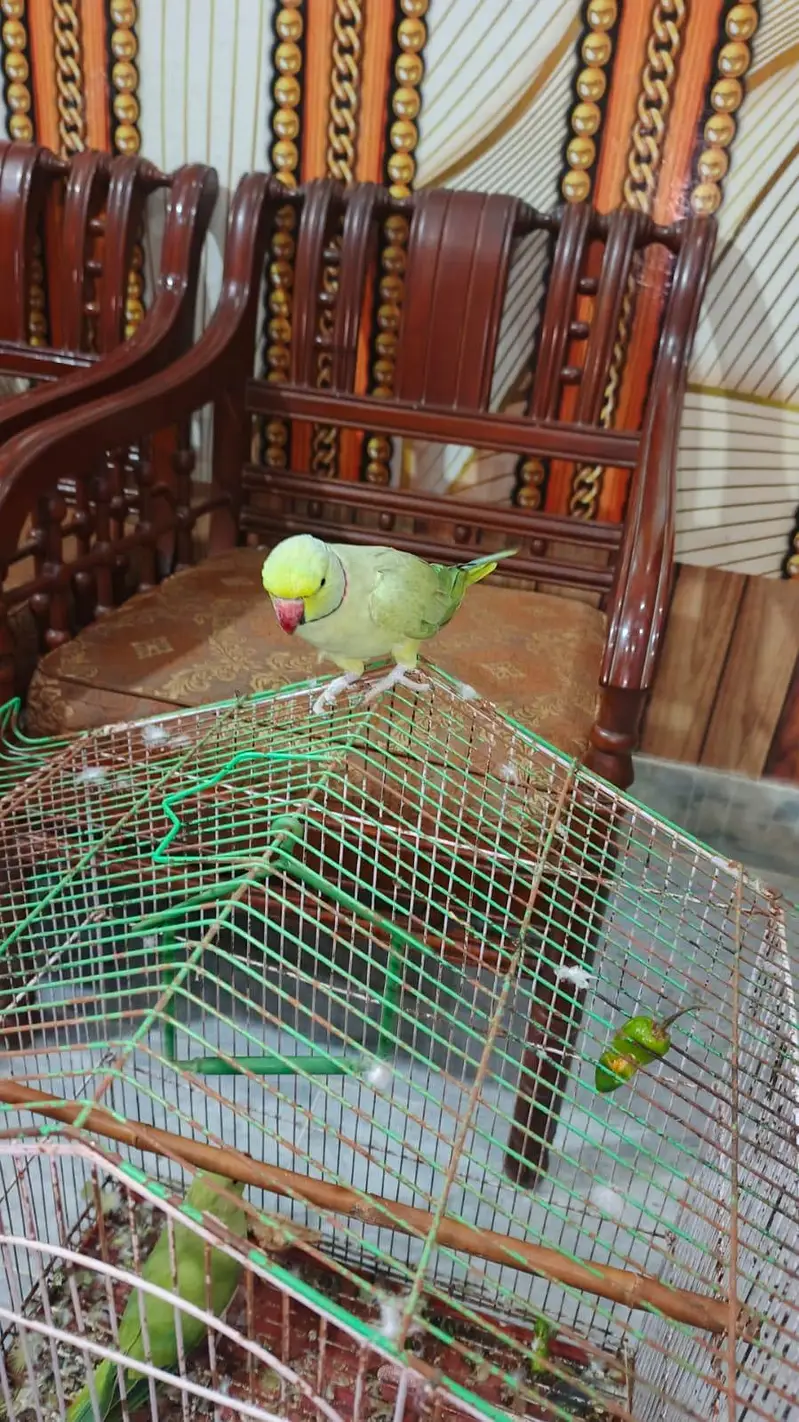 full talking breeder male for sale — photo 5