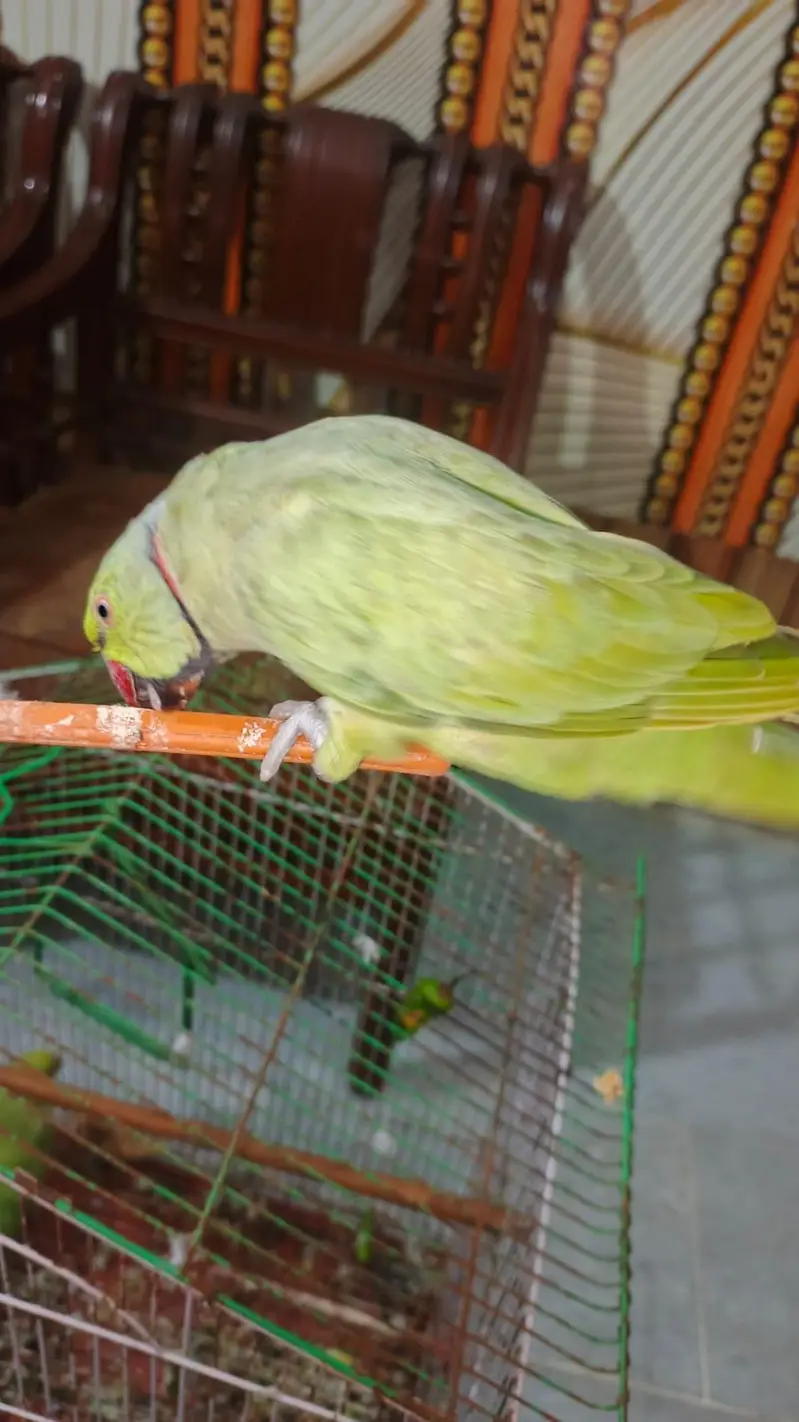 full talking breeder male for sale — photo 6