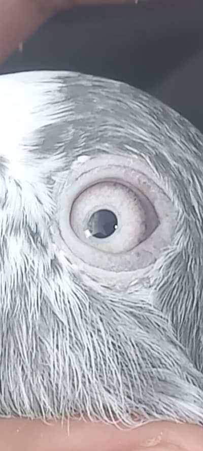 TEDDY BABY PIGEONS