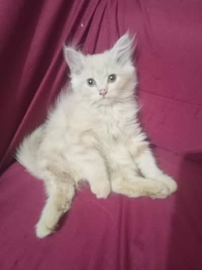 Doll Face Persian Kittens