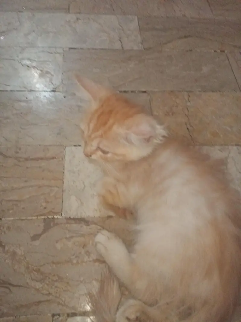 Doll Face Persian Kittens — photo 3