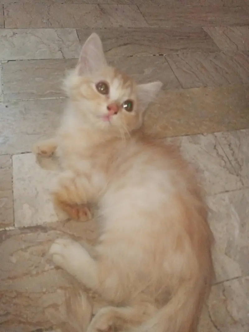 Doll Face Persian Kittens — photo 4
