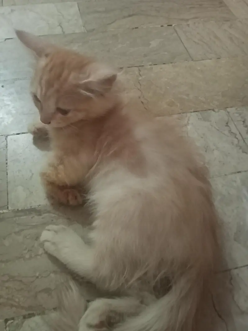 Doll Face Persian Kittens — photo 5