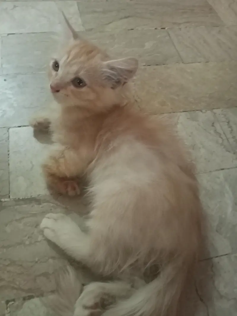 Doll Face Persian Kittens — photo 6
