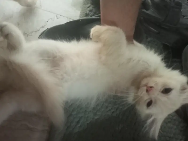 Doll Face Persian Kittens — photo 7